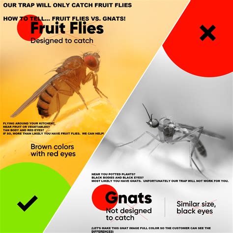 Fruit Flies Vs Gnats