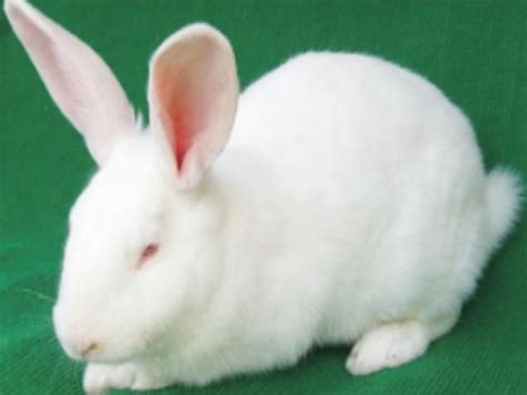 中国白兔的饲养要点|小宠喂食-波奇网百科大全
