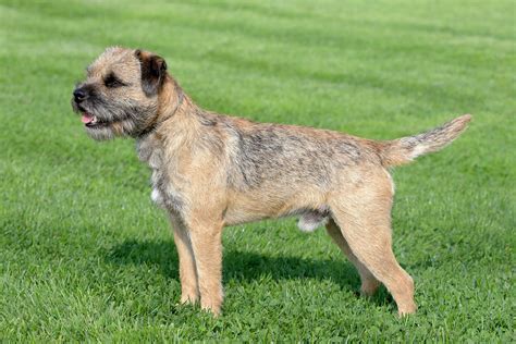 Are Border Terriers Good House Dogs