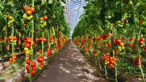 Tomato Farming in India 2026: 1 Acre Tomato Yield, Cost & Profit Guide ...