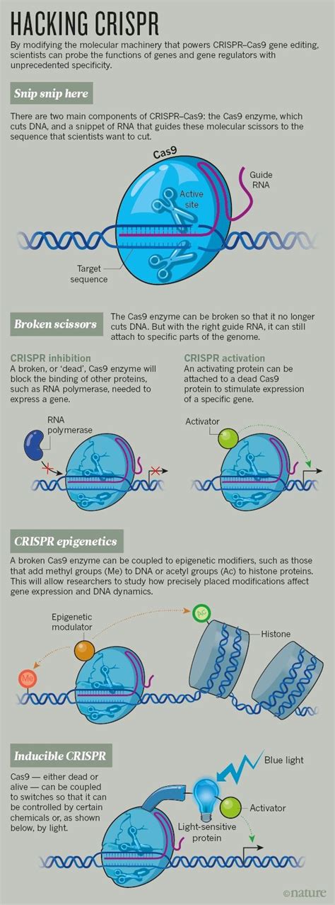 Image result for CRISPR Tutorial