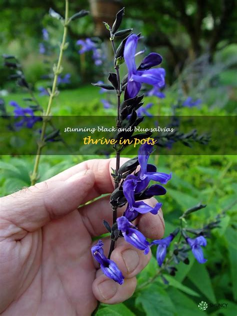 Stunning Black And Blue Salvias Thrive In Pots | ShunCy