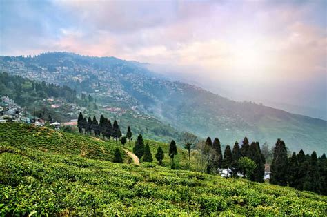 15 Best Tea Estates In Assam That Are A Must-Visit For All