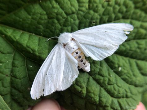 Black And White Moth Species