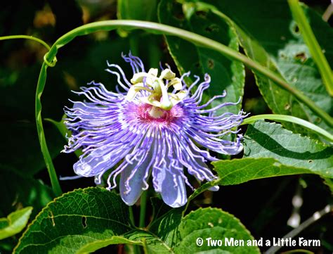 Two Men and a Little Farm: MAYPOPS GROWING WILD