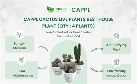 CAPPL Cactus Live Plants Best House Plant (Qty : 4 Plants) : Amazon.in ...