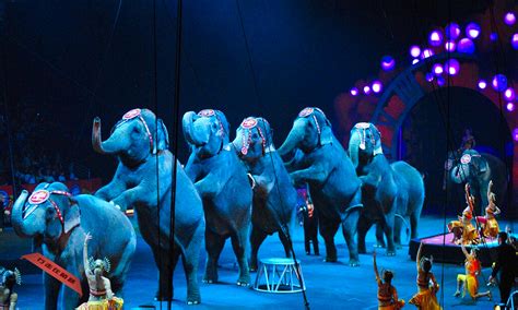 旅游业大象表演背后的黑幕，它们遭受的痛苦我们看不到