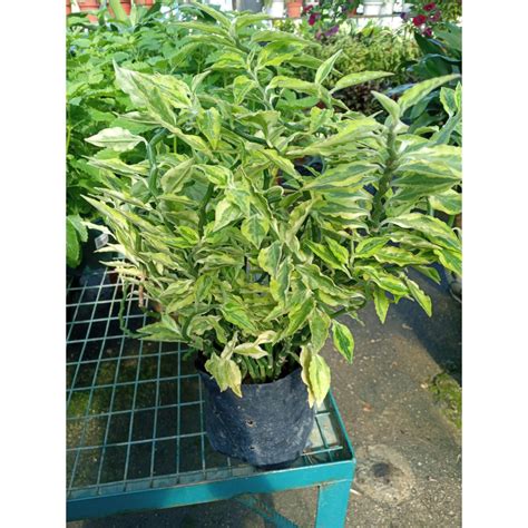 ZIGZAG PLANT MEDIUM PLANT / OUTDOOR PLANT/ PLANT WITH POLYBAG | Shopee ...