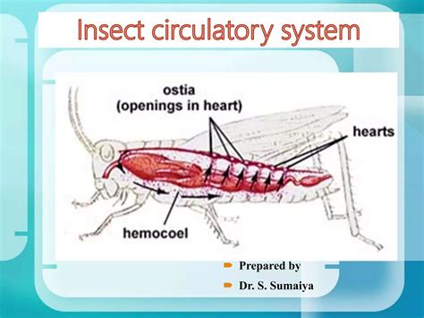 Insect circulatory system | PPTX
