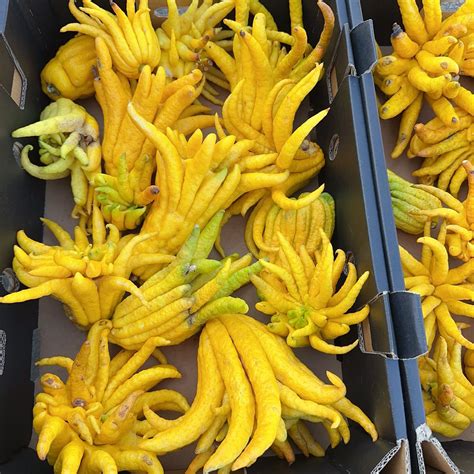 Buddha's Hand Citron - 0.8kg – Umall - Australia's Largest Online Asian ...