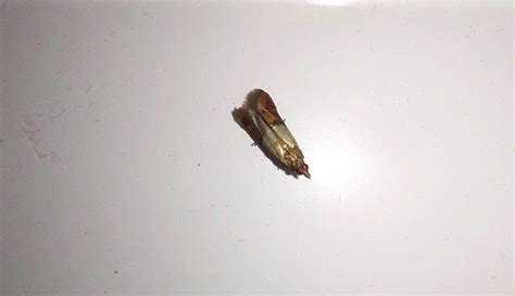 Image result for Cloth Moth Control