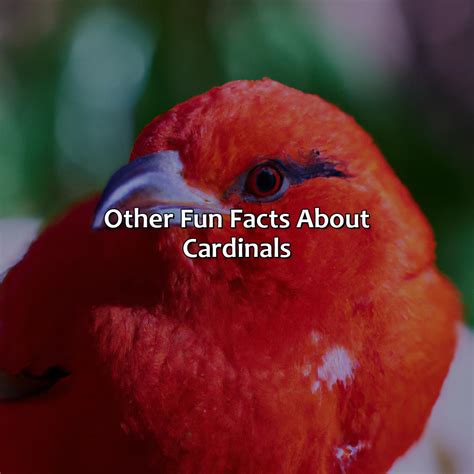 What Color Is Cardinal - colorscombo.com