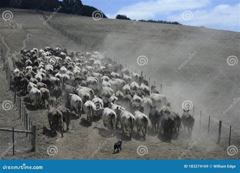 Murray Grey Cattle Being Herded in an Australian Summer Stock Image ...