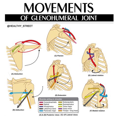 Image result for Extension Muscle Movement