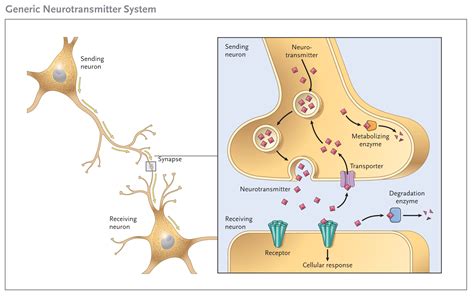 Neuroprzekaźniki - MUSISZ to wiedzieć • Neuronaukowiec.com
