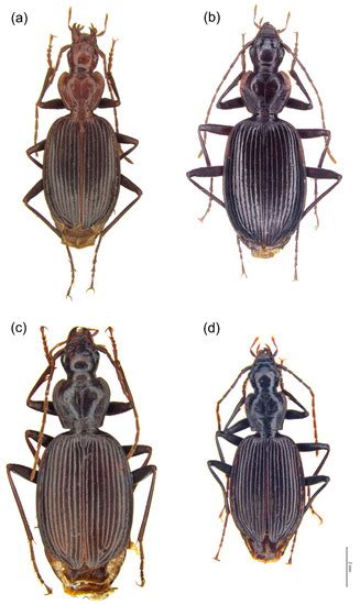 Combination of Morphometric and Morphological Analyses: An Effective ...