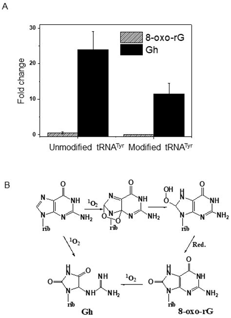 Characterization of UVA-Induced Alterations to Transfer RNA Sequences