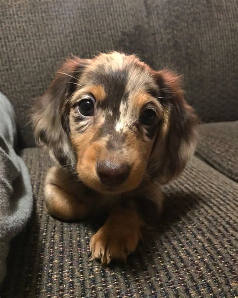 Miniature long haired dapple dachshund puppies online