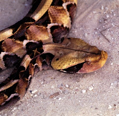 Gaboon Viper Snake Bite 的图像结果