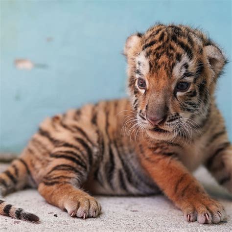 Cute Baby Bengal Tiger