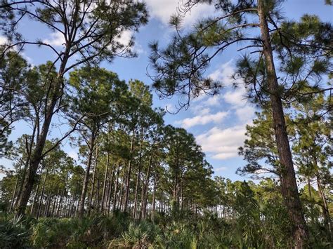 Sound Bath / Forest Bath - Natural Healing Afternoon Retreat, Pine ...
