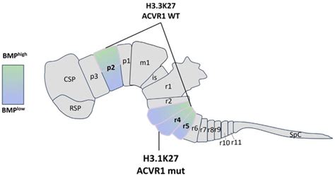 Bone Morphogenic Proteins in Pediatric Diffuse Midline Gliomas: How to ...