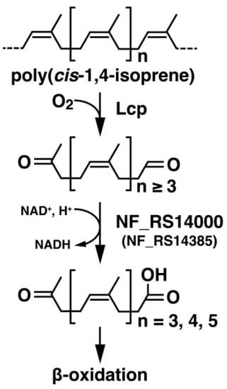 Characterization of Latex-Clearing Protein and Aldehyde Dehydrogenases ...