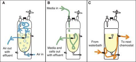 Image result for Chemonasty Example