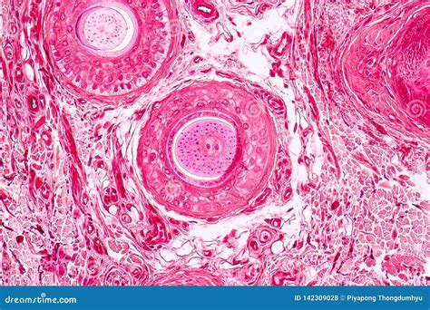 Image result for Tissue Sample Drawing Under Microscope