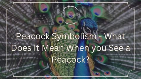 Peacock Symbolism - What Does It Mean When you See a Peacock?
