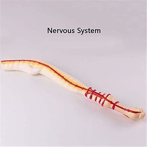 LJLZXPBUS Earthworm Model - Earthworm Anatomy Model Earthworm India | Ubuy
