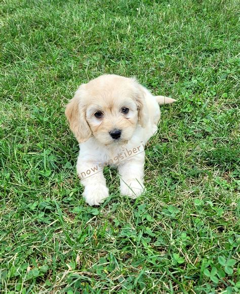 Image result for Small Cockapoo