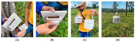 A Supervised Deep Learning Model Was Developed to Classify Nelore ...