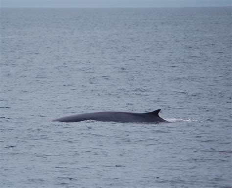 Whale Watching Photos - The Cape May Whale Watcher
