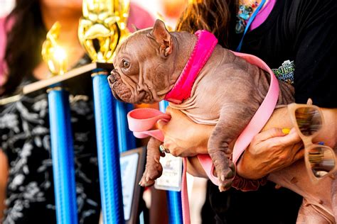 Petunia Wins the Ugliest Dog Contest by Being Loved, Not by Looking Perfect - The New York Times