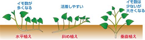 Image result for Script Example Intro