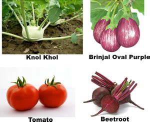 Easy Gardening Knol khol, Brinjal oval purple, Tomato, Beetroot Seed ...