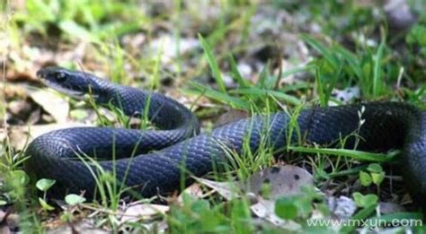 【冷血动物2】大黑蛇身体突然出状况, 约会迟到了!