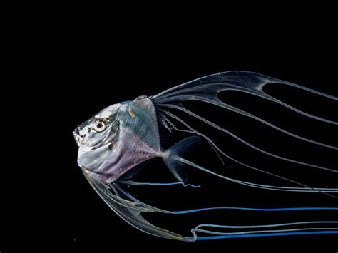 Dark Sea 的图像结果