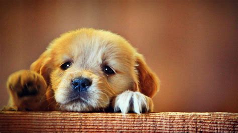 Sad Puppy Pictures