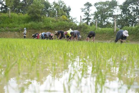 A Naga village’s unique water management system can be a lesson for the ...