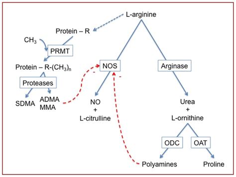 Asymmetric Dimethylarginine in Chronic Obstructive Pulmonary Disease ...