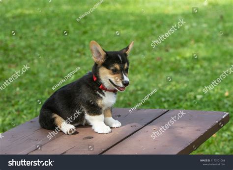 Pembroke Welsh Corgi Tri Color