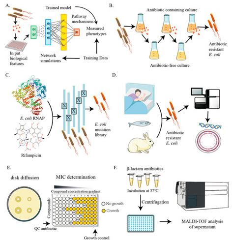 Recent Advances in Antimicrobial Resistance: Insights from Escherichia ...