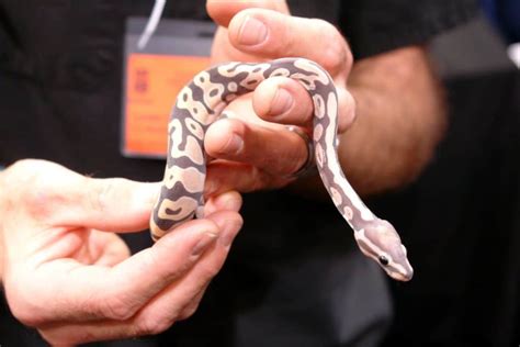 Image result for Scaleless Ball Python