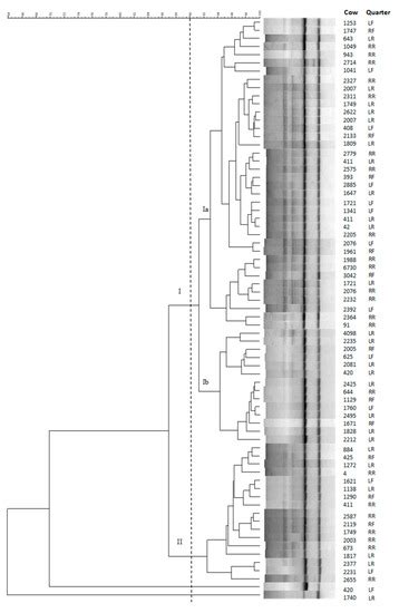 Antibiotics | Special Issue : Treatment of Mastitis in Dairy Cattle