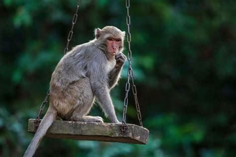 Experiment reveals how monkeys understand money and use it for shocking ...
