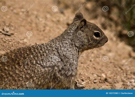 Grand Canyon Wildlife stock image. Image of canyon, grand - 10372383