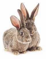 Image result for Cute Bunnies White and Brown
