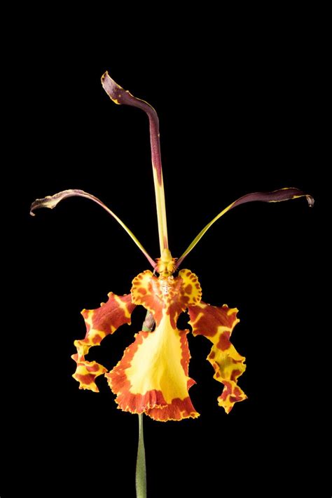 Psychopsis Mendenhall 'Hildos' - Psychopsis clonal hybrid | Smithsonian ...